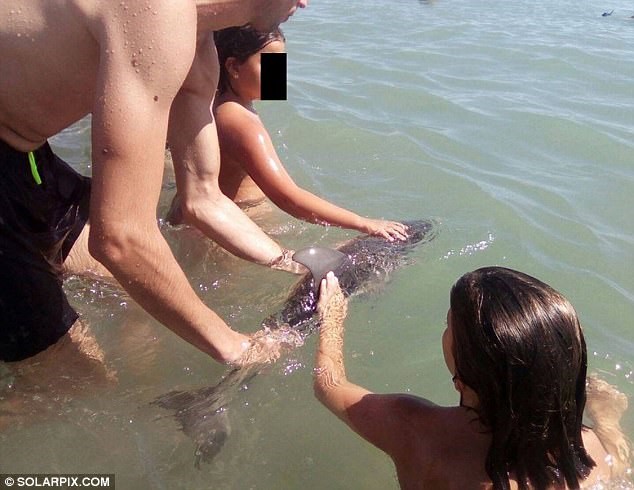 Golfinho morre depois de turistas o arrancarem do oceano