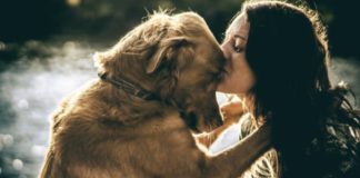 Amor entre cão e dono
