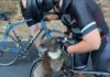 Coala sedento pede ajuda a ciclista