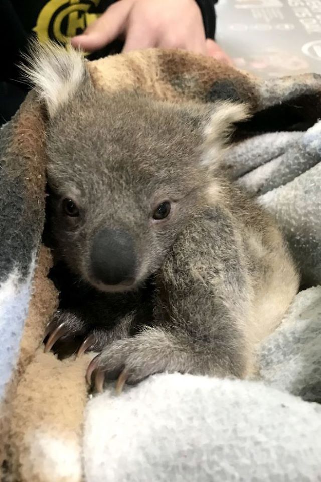 Cadela aparece em casa com coala bebé