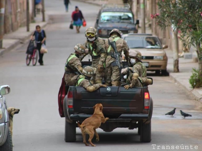 Cães abandonados perseguem carro de militares