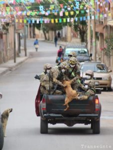 Cães abandonados perseguem carro de militares