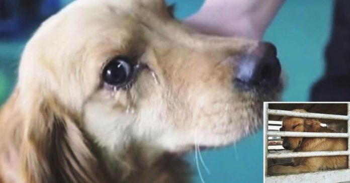 Cão chora de felicidade após resgate