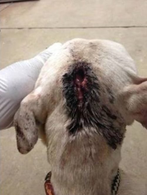 Carteiro salva cão ferido
