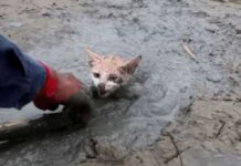 Homem salva gatinho