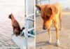 Um cão abandonado em cais esperou meses pelo retorno do dono. A foto do animal a olhar através de um rio