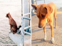 Um cão abandonado em cais esperou meses pelo retorno do dono. A foto do animal a olhar através de um rio