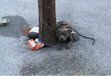 Cão abandonado amarrado num poste