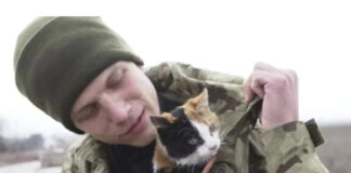 soldados ucranianos com gatos