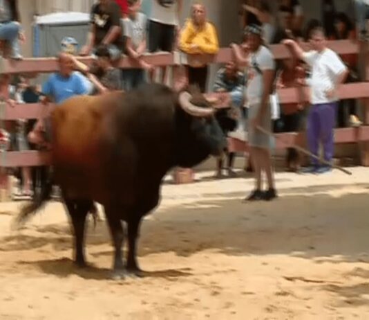 Atleta futsal morre em largada touros