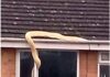 Cobra gigante entra em casa de família
