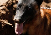 Cão que matou bebé em Alenquer em risco de ser abatido